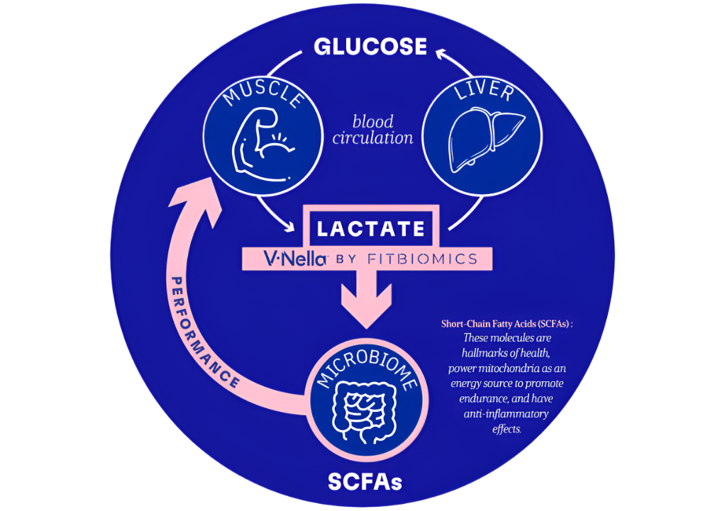 Illustration of how the V•Nella metabolizes lactate acid