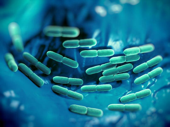 What Are Human Strain Probiotics? - Fitbiomics