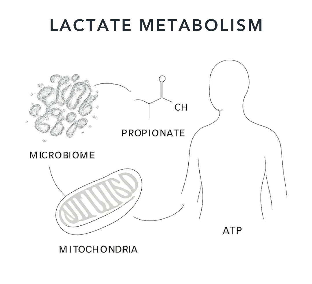 Lactate Metabolism