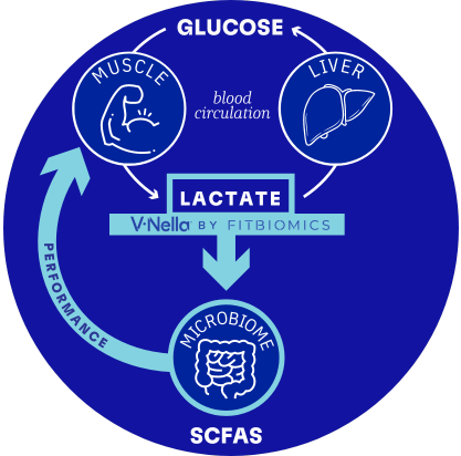 Illustration of how the V•Nella metabolizes lactate acid